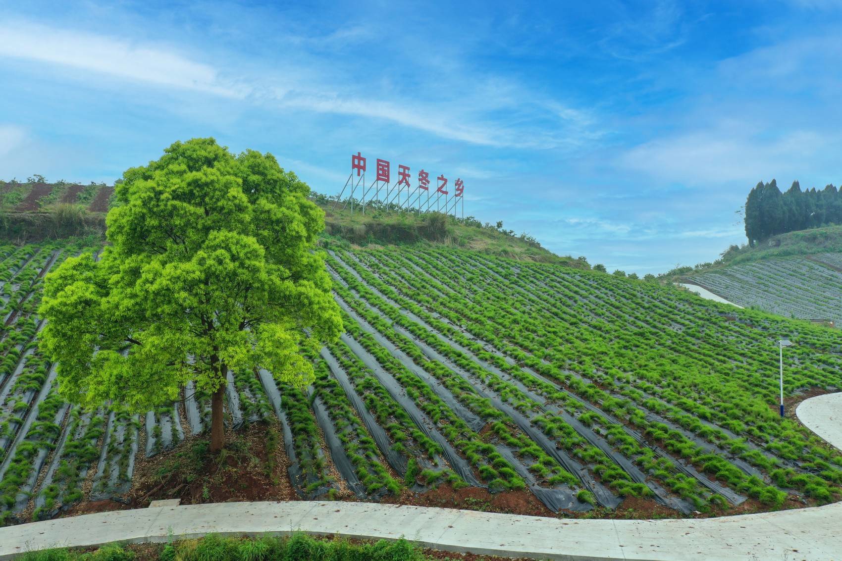 首批建设10个中医药强县，今年四川中医药工作重点做这些事