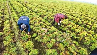 川芎：“川药首药”的前世今生