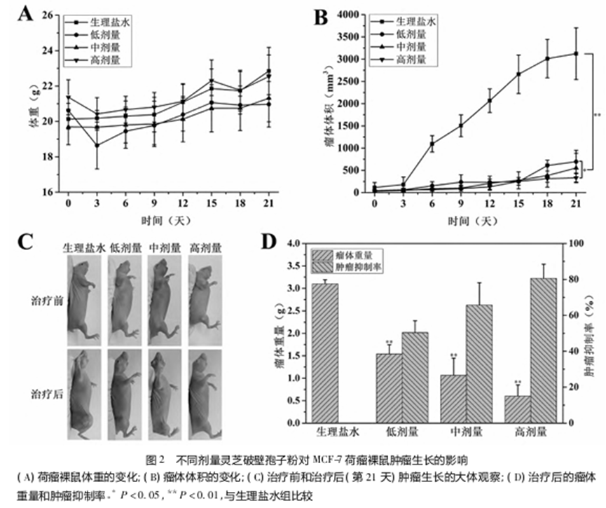 科技前沿：破壁灵芝孢子粉的抗肿瘤活性研究