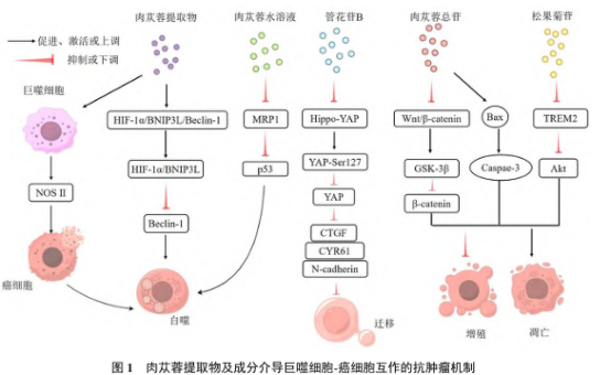 科技前沿：肉苁蓉活性成分及药理作用机制研究进展